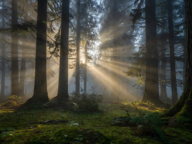 Misty morning light piercing through a quiet evergreen forest