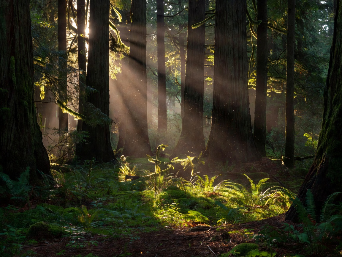 Sunlight filtering through a dense, quiet forest